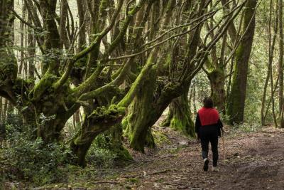 En forêt de Preuilly - Agrandir l'image 2 sur 2, fenêtre modale