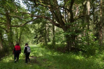 Du parc à la forêt - Agrandir l'image 5 sur 5, fenêtre modale