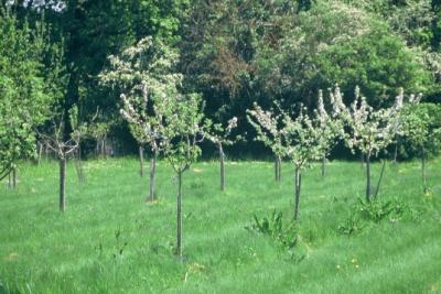 Les jardins de Chambon - jeune plantation d'arbres fruitiers - Agrandir l'image, fenêtre modale