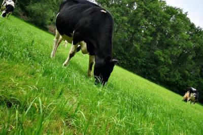 La Vache Brennouse - Agrandir l'image 2 sur 6, fenêtre modale