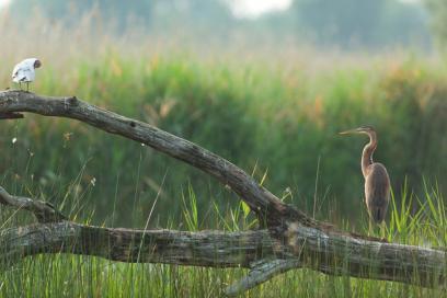 Purple heron. ardea purpurea